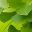 Image of ginkgo biloba