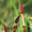 Image of Horsetail herb plant