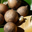 Image of Tamanu Seed plants