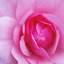 Image of Rose hydrosol 